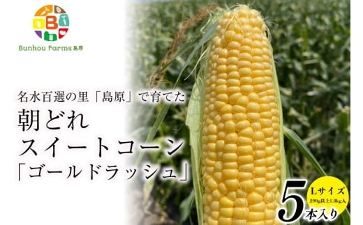 CE280【令和8年度出荷分】 5月下旬から出荷！ 朝どれ スイートコーン L×5本セット(1.8kg入) ～名水百選の里 島原産～