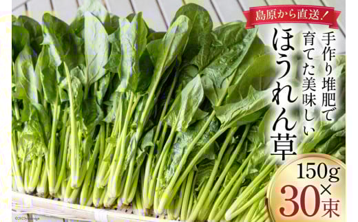 CH011 ほうれん草 150g×30束[ホウレンソウ 野菜]