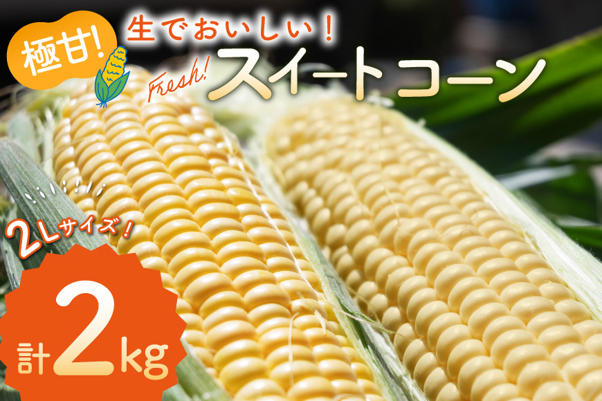AJ454【令和8年度出荷分】 とうもろこし スイートコーン イエロー 2kg 5本 2Lサイズ [ トウモロコシ コーン ゴールドラッシュ 野菜 2キロ さかいさんち SAKAI FARM 長崎県 島原市 ]