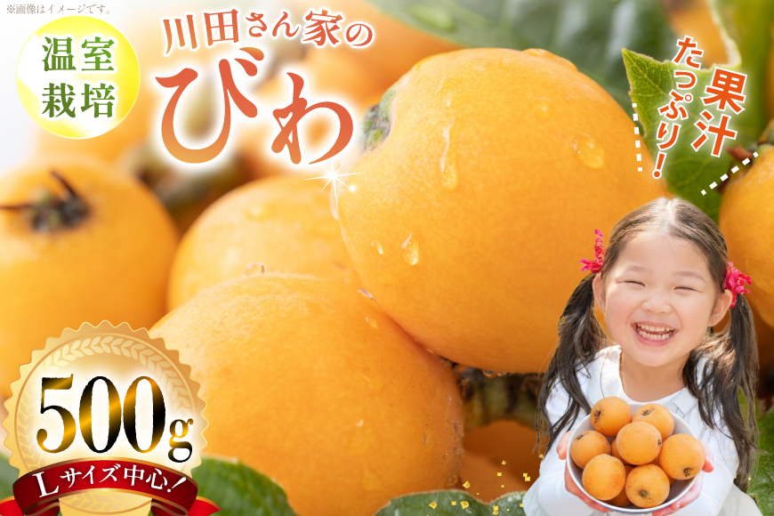 AF220【令和8年度出荷分】果汁たっぷり！川田さん家の温室栽培びわ 500g [びわ ビワ フルーツ 果物 長崎県 島原市]