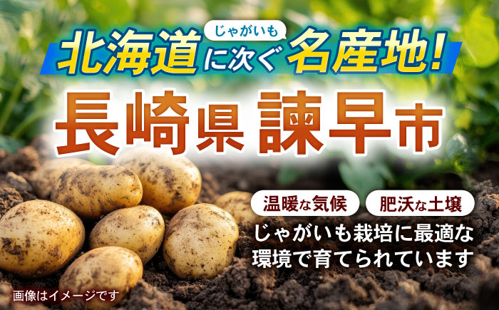 諫早産じゃがいも 10kg / じゃがいも ジャガイモ いも イモ 芋 野菜 やさい 10kg / 諫早市 / 松尾農園 [AHAY031]