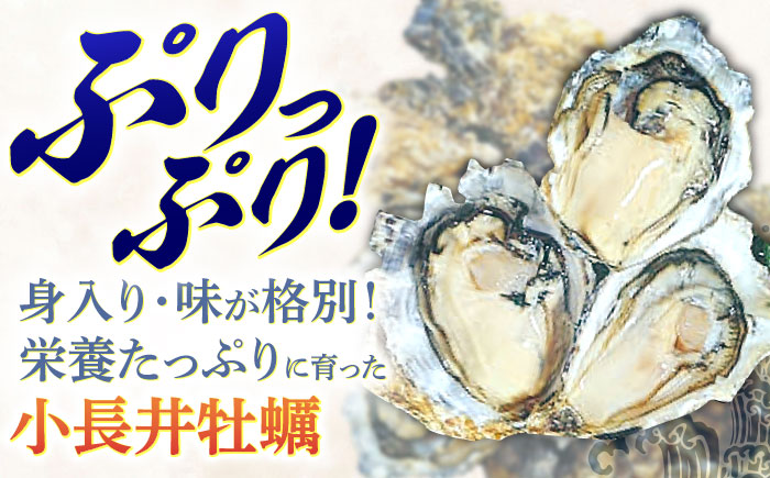 <先行予約>小長井牡蠣（殻付き）3kg 牡蠣ナイフ付き / かき カキ 牡蠣 海鮮 / 諫早湾漁業協同組合 [AHBJ005]