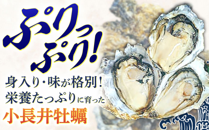 【2回定期便】長崎県諫早市小長井牡蠣(殻付きカキ)3kgカキナイフ付き / 牡蠣 かき　カキ 小長井牡蠣 貝 / 諫早市 / 諫早湾漁業共同組合 [AHBJ010]