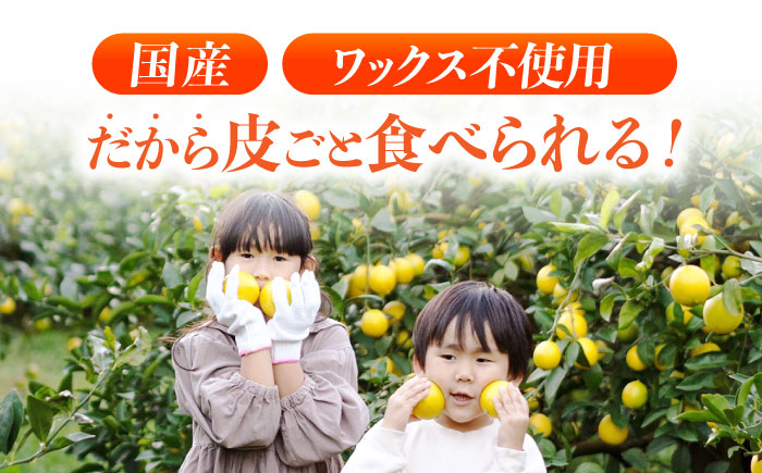 マイヤーレモン 5kg / レモン れもん 檸檬 フルーツ 果物 / 諫早市 / 山野果樹園 [AHCF004]