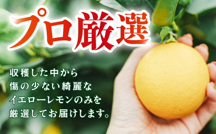 【贈答用】マイヤーレモン 5kg / レモン れもん 檸檬 果汁 柑橘 フルーツ ふるーつ 果物 くだもの / 諫早市 / 山野果樹園 [AHCF014]