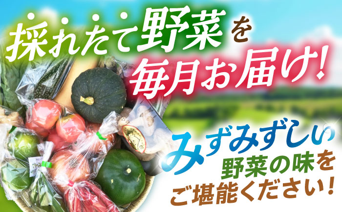 【12回定期便】諫早産 野菜の詰め合わせ 8～9品目程度 / 季節 旬 野菜 春野菜 夏野菜 秋野菜 / 諫早市 / 肥前グローカル株式会社 [AHDI003]