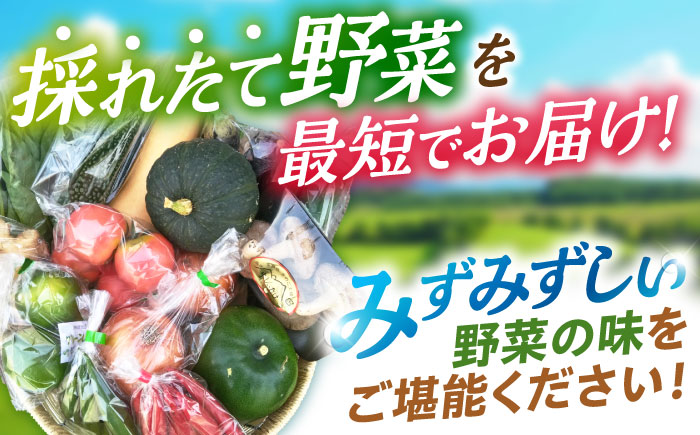 【年内配送】(12/23入金分まで)諫早産野菜の詰め合わせ(8～9品目程度) / 季節 旬 野菜 春野菜 夏野菜 秋野菜  / 諫早市 / 肥前グローカル株式会社 [AHDI004]