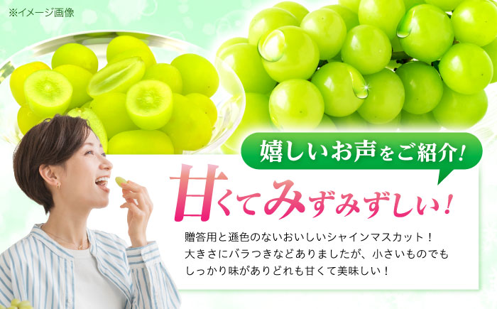 【2回定期便】※【2026年9月より順次発送／先行予約】シャインマスカット 約1.3kg(2～3房) 家庭用 / フルーツ フルーツ定期便 果物 果物定期便 ぶどう マスカット しゃいんますかっと / 諫早市 / 肥前グローカル株式会社 [AHDI011]