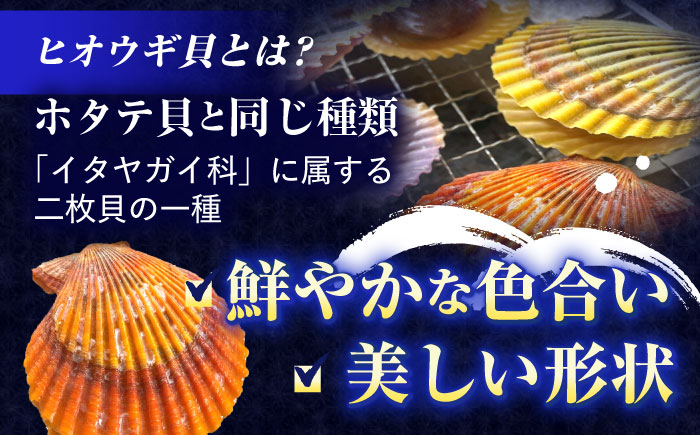 【ホタテ以上の旨味！】ヒオウギ貝 10枚(殻長7.5cm以上) / 貝 かい 魚介 ぎょかい 海鮮 かいせん 海産物 / 諫早市 / 橘湾中央漁業協同組合 [AHDP001]
