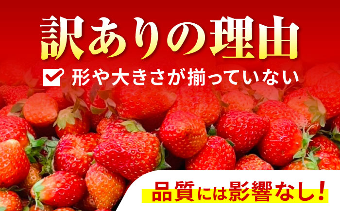 ※【2026年2月発送分／先行予約】【訳あり】【とろける甘さ、弾ける果汁！】いちご「ゆめのか」 S-Lサイズ 1.8kg / 訳あり 訳あり商品 訳あり果物 果物訳あり いちご イチゴ 苺 イチゴジャム / 諫早市 / むらたサービス [AHFA003]