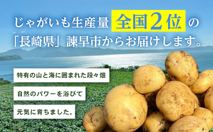 春ジャガ味くらべセット（アイマサリ・メークイン）/ じゃがいも ジャガイモ ポテト 九州 あいまさり アイマサリ メークイン メイクイーン 野菜 やさい / 諫早市 / スマイルファーム [AHFG012]