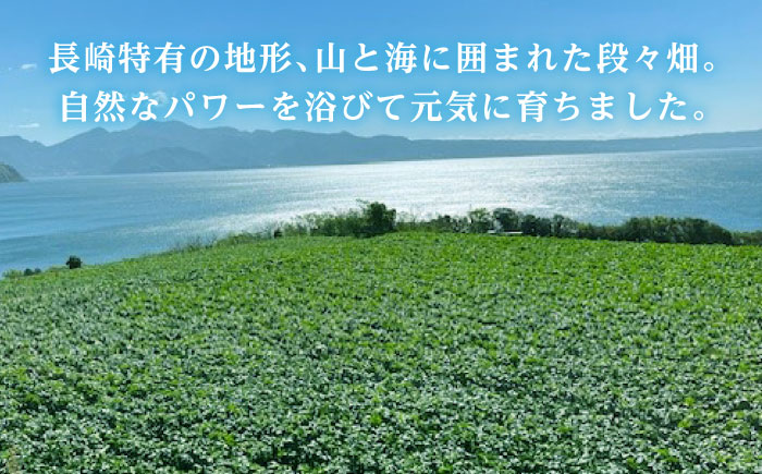 タマネギ 5kg / たまねぎ タマネギ 玉ねぎ 玉葱 玉ネギ 野菜 やさい 新玉 新たま 新玉ねぎ / 諫早市 /スマイルファーム [AHFG014]