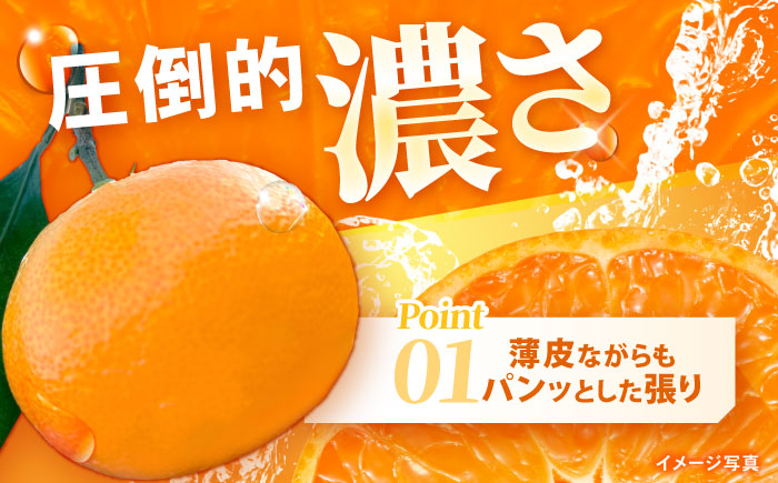 ※【2026年11月より順次発送／先行予約】【食べる濃厚ジュース】佐瀬みかん 5kg / みかん ミカン 蜜柑 オレンジ 柑橘 フルーツ ふるーつ 果物 くだもの みかんジュース 甘い / 諫早市 / 一正 [AHFL001]