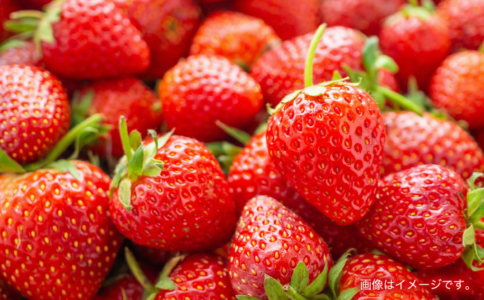 【1週間以内発送/限定数量】【家庭用に最適】長崎いちご「ゆめのか」M～Lサイズ 約250g×4パック 合計1000g /苺 イチゴ フルーツ デザート ジューシー 食卓 おやつ 1kg 4P /諫早市/長崎県央農業協同組合Aコープ本部 [AHAA034]