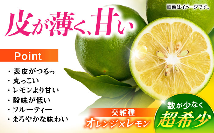 ※【2026年9月上旬より順次発送／先行予約】【グリーンレモンのみお届け】マイヤーレモン 5kg / レモン れもん 檸檬 果汁 グリーンレモン ぐりーんれもん 柑橘 フルーツ ふるーつ 果物 くだもの / 諫早市 / 山野果樹園 [AHCF015]