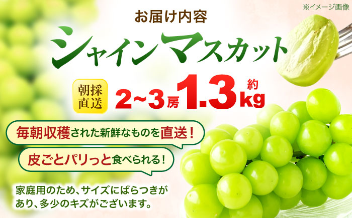 ※【2026年9月より順次発送／先行予約】【ご家庭用】シャインマスカット 約1.3kg(2～3房) / フルーツ 果物 ぶどう マスカット シャインマスカット しゃいんますかっと / 諫早市 / 肥前グローカル株式会社 [AHDI007]