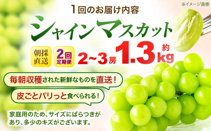 【2回定期便】※【2026年9月より順次発送／先行予約】シャインマスカット 約1.3kg(2～3房) 家庭用 / フルーツ フルーツ定期便 果物 果物定期便 ぶどう マスカット しゃいんますかっと / 諫早市 / 肥前グローカル株式会社 [AHDI011]