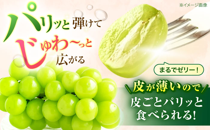 【2回定期便】※【2026年シーズン発送／先行予約】フルーツ定期便 シャインマスカット 約1.3kg(2～3房) / 温州みかん(10kg) 家庭用 / フルーツ フルーツ定期便 果物定期便 シャインマスカット みかん / 諫早市 / 肥前グローカル株式会社 [AHDI012]