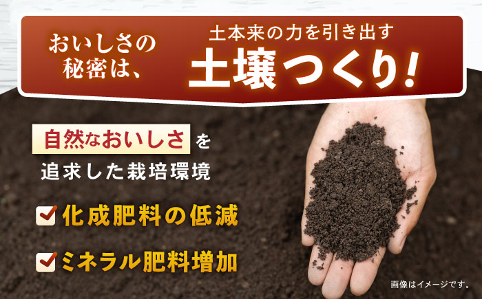じゃがいも アイユタカ 5kg (S～2Lサイズ/約30～40個) / じゃがいも ジャガイモ ポテト 九州 あいゆたか アイユタカ 野菜 やさい / 諫早市 / スマイルファーム　 [AHFG002]