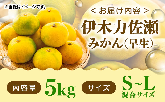 伊木力佐瀬みかん(早生)5kg(混合サイズ：S～L)　/　みかん　佐瀬みかん　伊木力みかん　産地直送　産直　/　諫早市　/　山田果樹園 [AHAJ003]