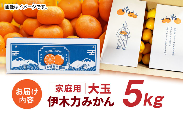 伊木力みかん (大玉) 5kg / みかん ミカン 蜜柑 柑橘 フルーツ ふるーつ 果物 くだもの / 諫早市 / 山野果樹園 [AHCF007]