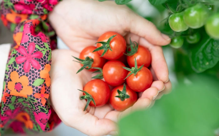 「宮トマト」2kg・特別栽培米「にこまる」2kg / トマト とまと ミニトマト プチトマト 野菜 やさい 米 コメ こめ おこめ お米 白米  / 諫早市 / 株式会社宮下農園[AHCG013]