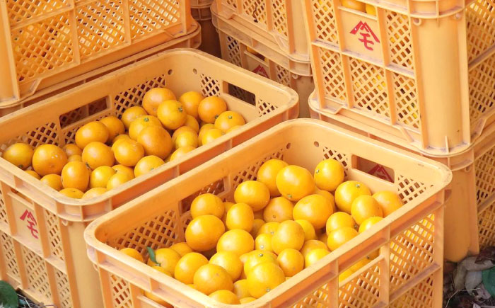 【極実(きわみ)】蜜柑ジュース(720ml×2本) / みかん 100％ ミカン みかんジュース オレンジジュース 柑橘 ドリンク / 諫早市 / 森山果樹園  [AHCO004]