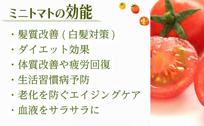 訳ありミニトマト / 訳あり 訳アリ ミニトマト プチトマト トマト / 諫早市 / 原農園 [AHCZ001]