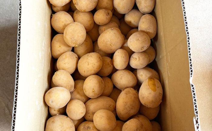 ジャガイモ(あいゆたか)　10kg/ 諫早市 / 未来ファーム [AHEY001]