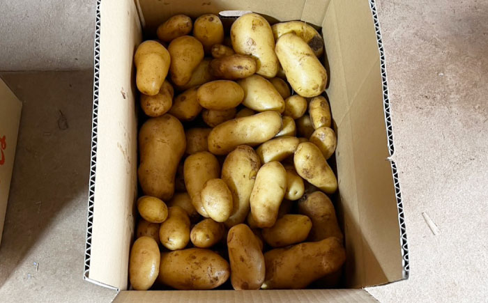 ジャガイモ(メークイーン)　10kg / 諫早市 / 未来ファーム [AHEY003]