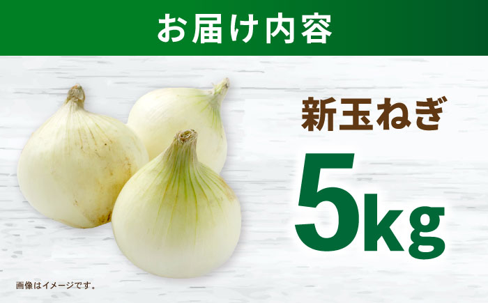 タマネギ 5kg / たまねぎ タマネギ 玉ねぎ 玉葱 玉ネギ 野菜 やさい 新玉 新たま 新玉ねぎ / 諫早市 /スマイルファーム [AHFG014]