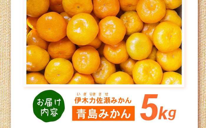 青島みかん 5kg  / みかん ミカン 佐瀬みかん 伊木力みかん 濃い 温州みかん 薄皮 5kg / 諫早市 / 伊佐農園 [AHFI013]