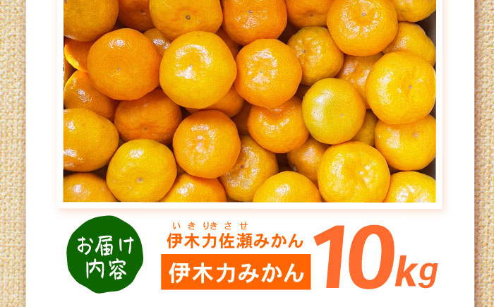 伊木力みかん 10kg  / みかん ミカン 佐瀬みかん 伊木力みかん 濃い 温州みかん 薄皮 10kg / 諫早市 / 伊佐農園 [AHFI016]