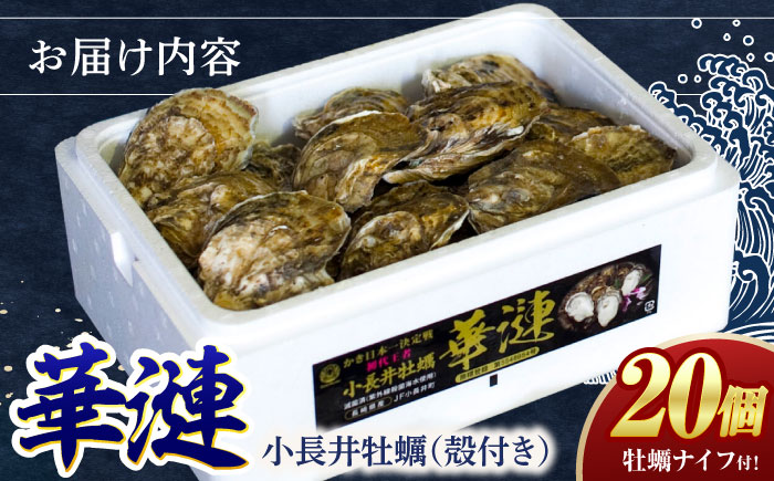 「かき日本一決定戦」グランプリ受賞　諫早市小長井牡蠣　華漣 (殻付き)20個入り カキナイフ・軍手付き / 牡蠣 かき カキ 小長井牡蠣 貝 / 諫早市 / 諫早湾漁業共同組合 [AHBJ009]