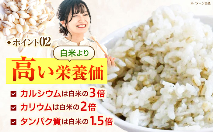 【風味付した裸麦】 麦飯用バーリースター 60g×8個 / 麦 むぎ はだか麦 雑穀 雑穀米 麦ごはん 食物繊維 長崎県産 米 こめ コメ ※ / 諫早市 / 有限会社伊東精麦 [AHBU004]