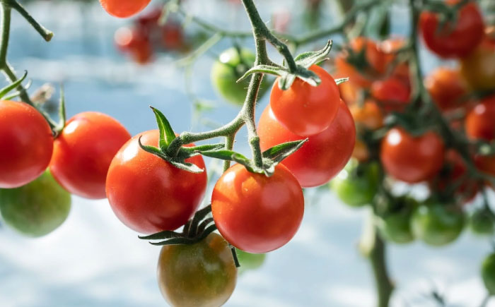 ワイン酵母仕込み茜鶴GOLDミニトマトのお酒375ml / 酒 お酒 アルコール 甘口 ミニトマト トマト / 諫早市 / 株式会社宮下農園  [AHCG001]