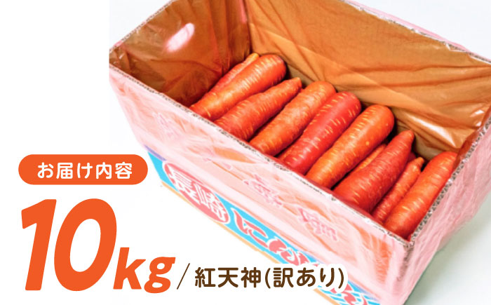 ※【2026年1月より順次発送／先行予約】【訳あり】【甘みと栄養たっぷり！】真っ赤な人参 「紅天神」 10kg / にんじん ニンジン 人参 やさい 野菜 訳あり 訳アリ わけあり ワケアリ / 諫早市 / 滝商店株式会社 [AHCU006]