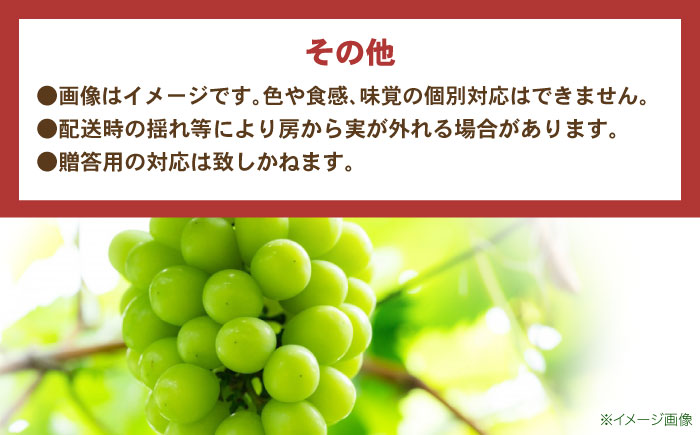 ※【2026年9月より順次発送／先行予約】【ご家庭用】シャインマスカット 約1.3kg(2～3房) / フルーツ 果物 ぶどう マスカット シャインマスカット しゃいんますかっと / 諫早市 / 肥前グローカル株式会社 [AHDI007]