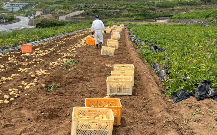 訳ありジャガイモ(メイクイーン)　10kg / 諫早市 / 未来ファーム [AHEY008]