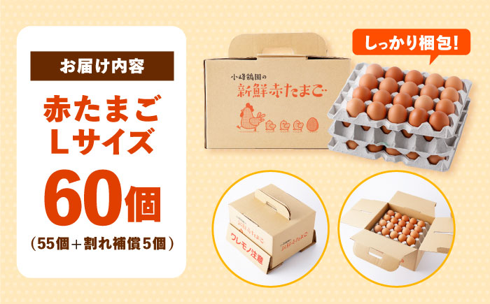 【朝採れ直送】小峰鶏園 赤たまご Lサイズ 60個 / 卵 玉子 たまご 卵焼き 玉子焼き 生卵 鶏卵 卵かけごはん / 諫早市 / 小峰鶏園 [AHFB001]