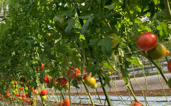 完熟大玉トマト 3.6kg(1.8kg×2) / トマト とまと tomato トマトジュース 野菜 やさい サラダ 完熟 甘い / 諫早市 / 菜食美農園 [AHFK001]