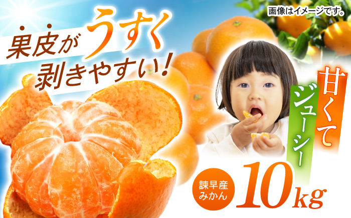 諫早産みかん 10kg / みかん ミカン 蜜柑 フルーツ ふるーつ 果物 くだもの 10kg / 諫早市 / 松尾農園 [AHAY028]