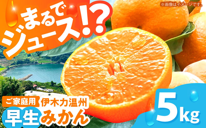 ※【2025年(令和7年)12月発送分／先行予約】伊木力温州早生みかん5kg(ご家庭用、箱入り) / 伊木力 温州みかん みかん ミカン 蜜柑 佐瀬 諫早 多良見 長崎 早生　/ 末永果樹園 [AHBD004]
