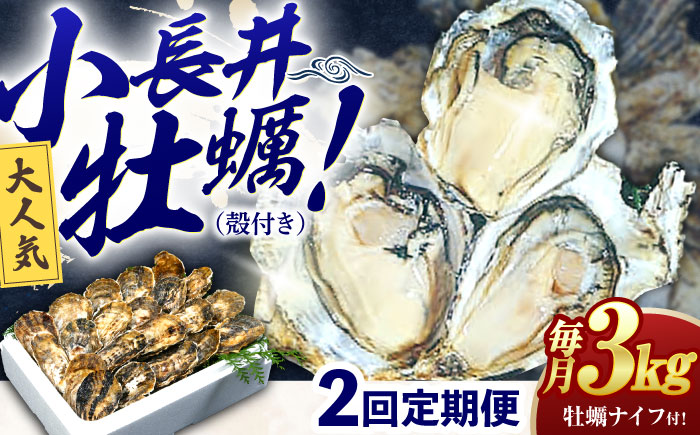 【2回定期便】長崎県諫早市小長井牡蠣(殻付きカキ)3kgカキナイフ付き / 牡蠣 かき　カキ 小長井牡蠣 貝 / 諫早市 / 諫早湾漁業共同組合 [AHBJ010]