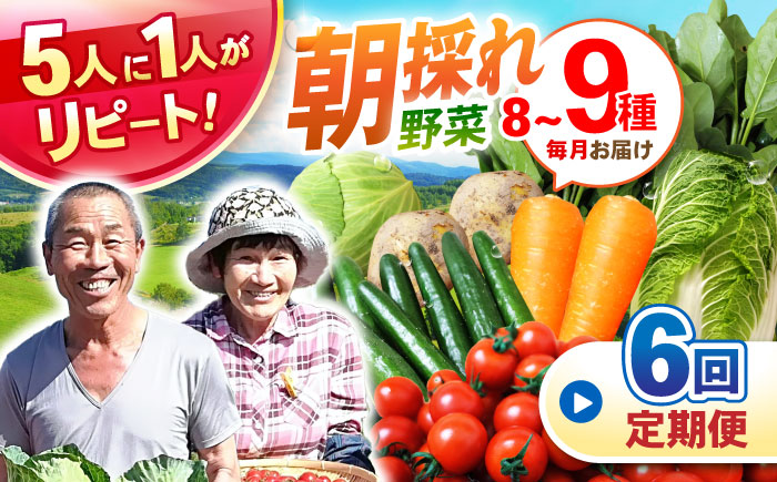 【6回定期便】諫早産野菜の詰め合わせ(8～9品目程度) / 季節 旬 野菜 春野菜 夏野菜 秋野菜  / 諫早市 / 肥前グローカル株式会社 [AHDI002]