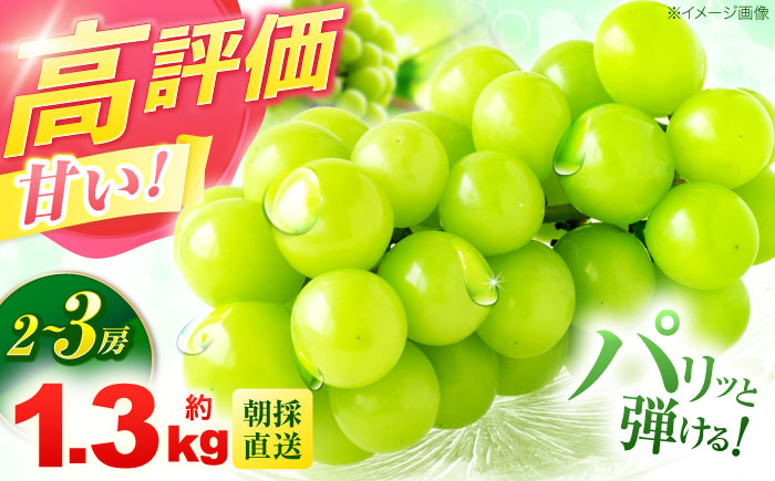 ※【2026年9月より順次発送／先行予約】【ご家庭用】シャインマスカット 約1.3kg(2～3房) / フルーツ 果物 ぶどう マスカット シャインマスカット しゃいんますかっと / 諫早市 / 肥前グローカル株式会社 [AHDI007]