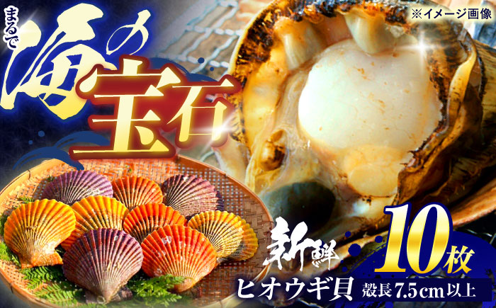 【ホタテ以上の旨味！】ヒオウギ貝 10枚(殻長7.5cm以上) / 貝 かい 魚介 ぎょかい 海鮮 かいせん 海産物 / 諫早市 / 橘湾中央漁業協同組合 [AHDP001]