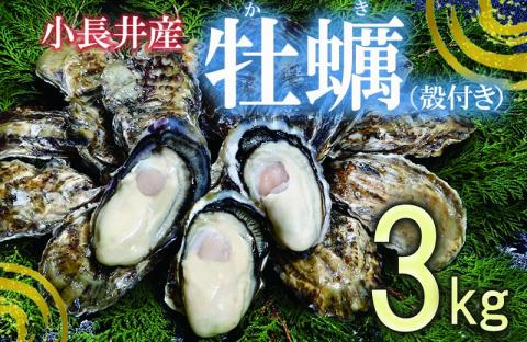 小長井牡蠣(殻付き)3kg 牡蠣ナイフ付き / かき カキ 牡蠣 海鮮 / 諫早湾漁業協同組合 [AHBJ005]