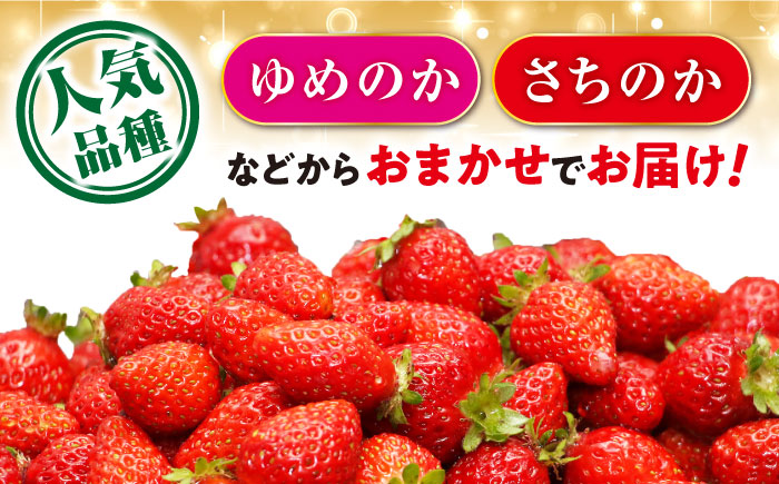 【2026年2月上旬より順次発送予定】いちご 1箱 (約250g×4P) 約1kg / いちご 苺 イチゴ フルーツ ふるーつ 果物 くだもの / 大村市 / おおむら夢ファームシュシュ[ACAA107]