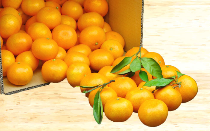 【2025年11月上旬より順次発送】みかん 5kg　/ みかん 果実 柑橘 / 大村市 / おおむら夢ファームシュシュ [ACAA377]